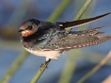 europese swaeltjie : frieda